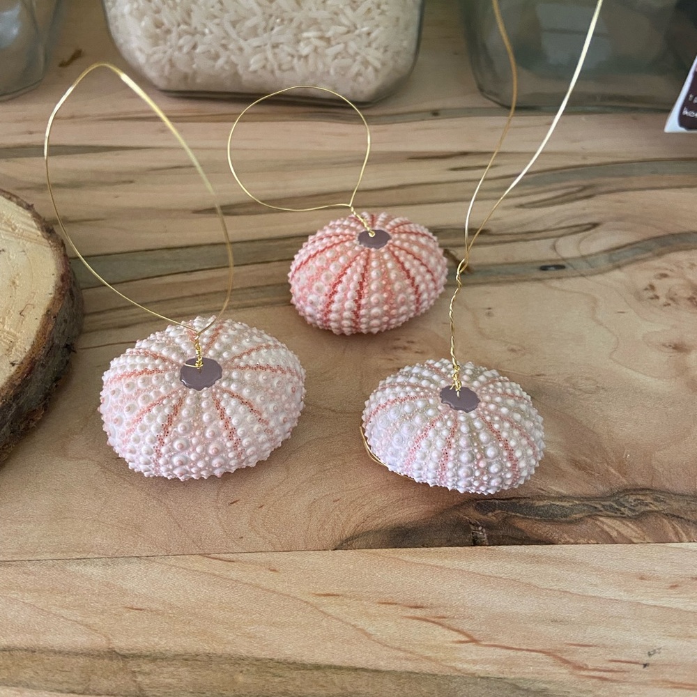 Air plant holders